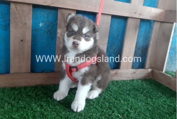 --husky-156_11