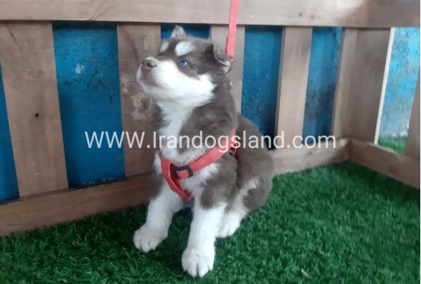 --husky-156_12