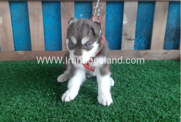 --husky-156_2