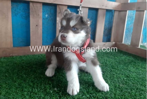 --husky-156_3