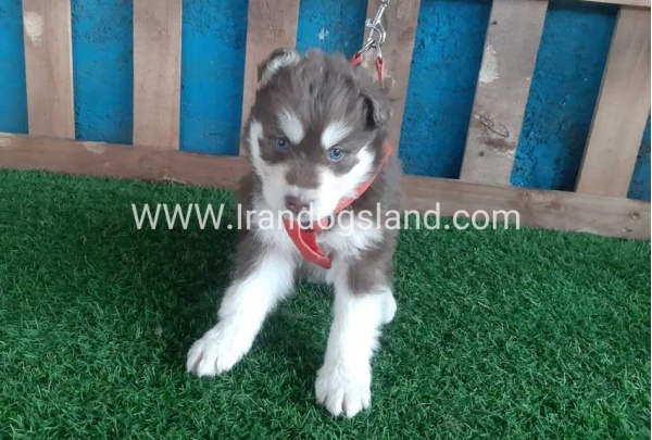 --husky-156_4