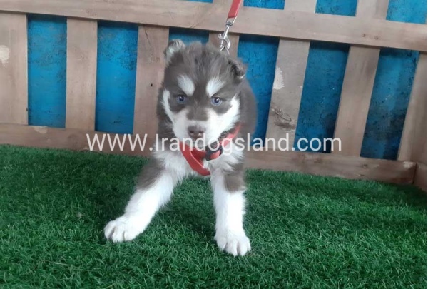 --husky-156_5