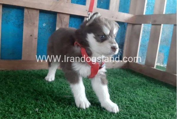 --husky-156_6