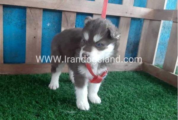 --husky-156_7