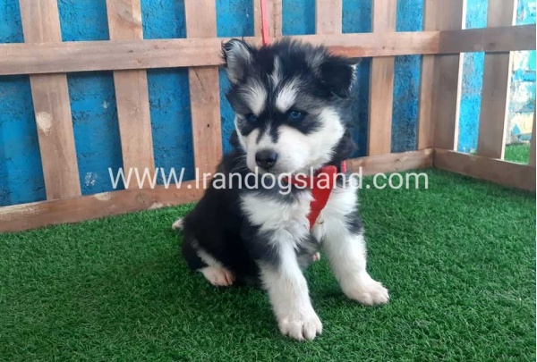 --husky-159_1