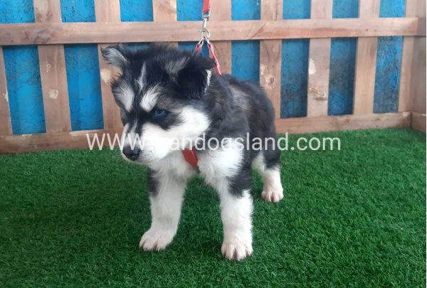 --husky-159_10