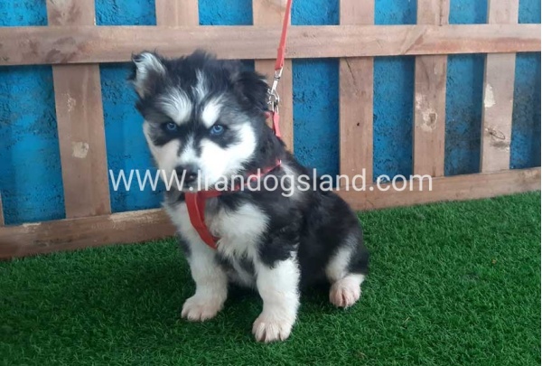 --husky-159_11