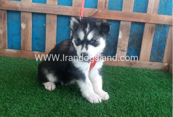 --husky-159_2