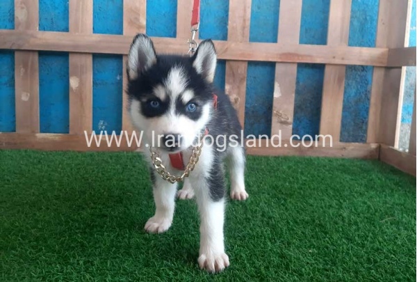 --husky-160_1