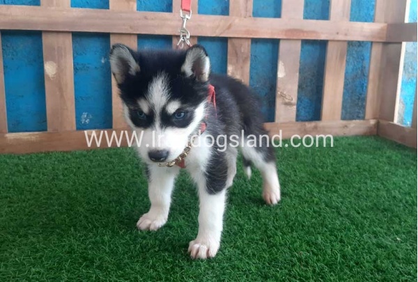 --husky-160_4