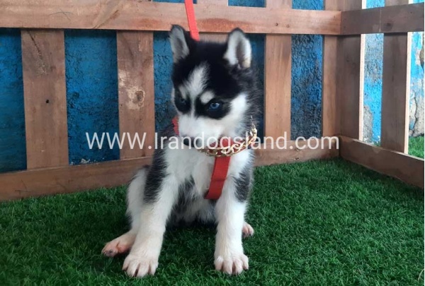 --husky-160_5