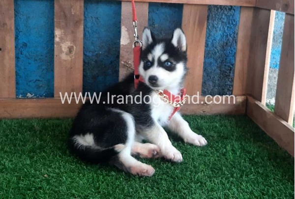 --husky-160_6
