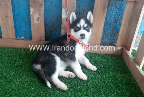 --husky-160_7