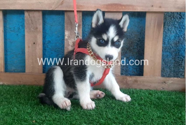 --husky-160_8