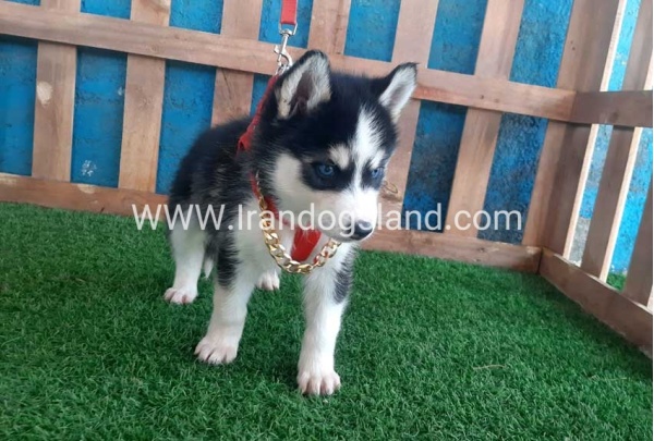 --husky-160_9