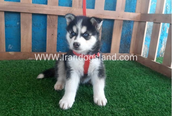 --husky-161_1