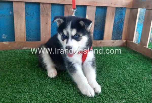 --husky-161_10