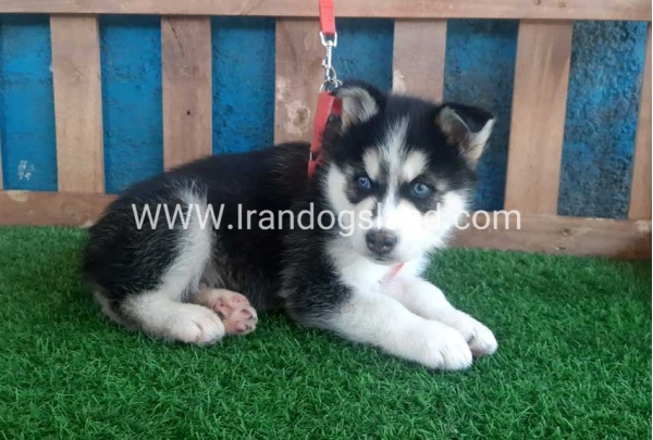 --husky-161_11