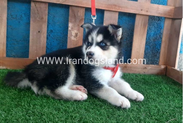 --husky-161_12