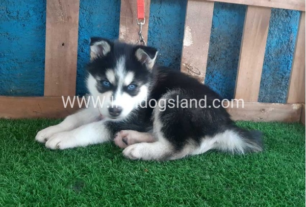 --husky-161_2