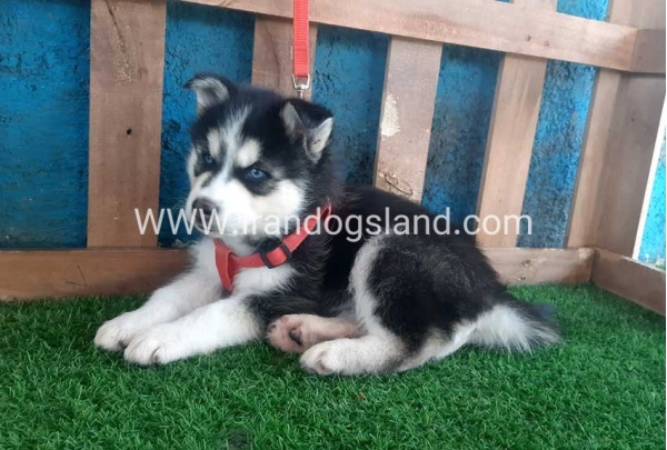 --husky-161_3