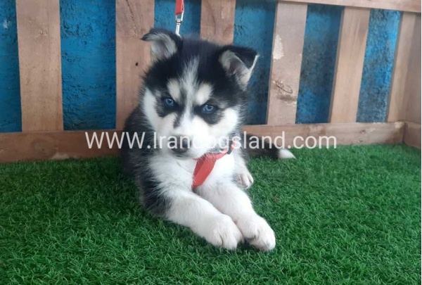 --husky-161_4