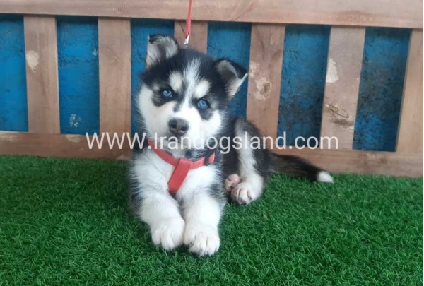 --husky-161_5