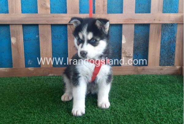 --husky-161_6