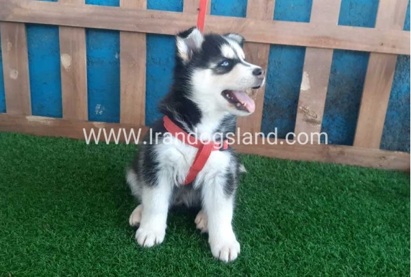 --husky-161_7
