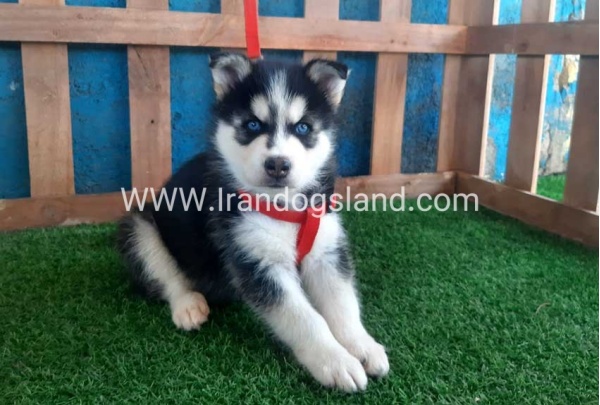--husky-161_8