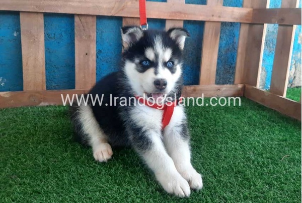 --husky-161_9