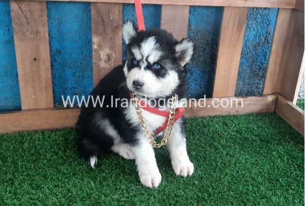 --husky-162_1