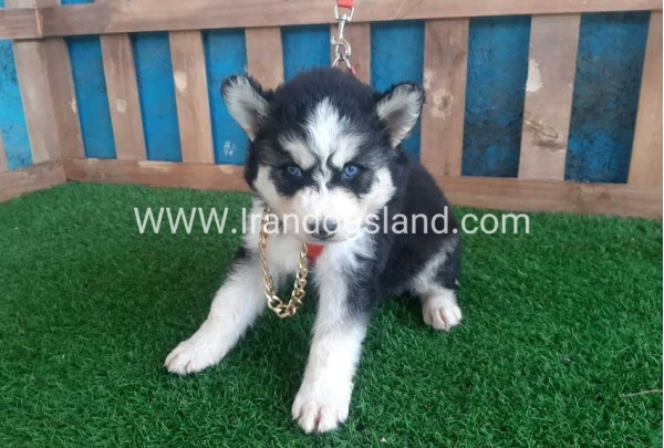 --husky-162_10