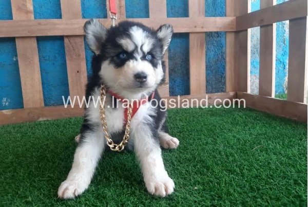 --husky-162_11