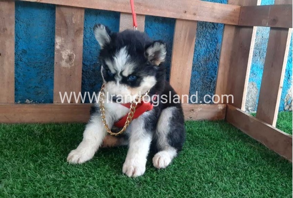 --husky-162_3