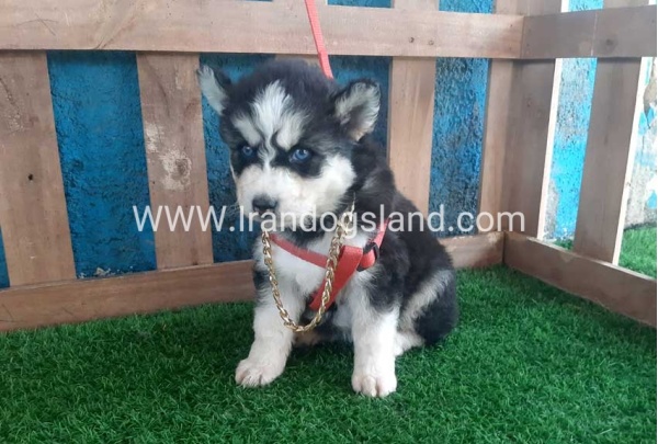 --husky-162_4