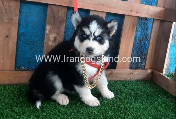 --husky-162_5
