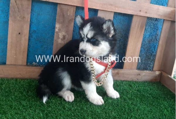 --husky-162_6