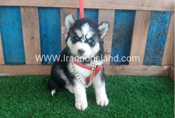 --husky-162_7
