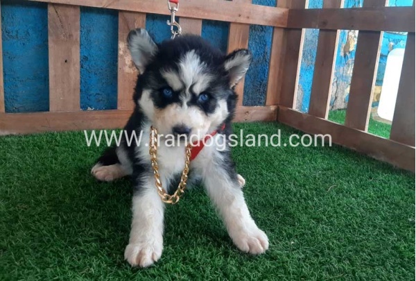 --husky-162_8