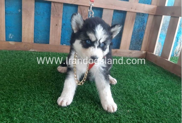 --husky-162_9
