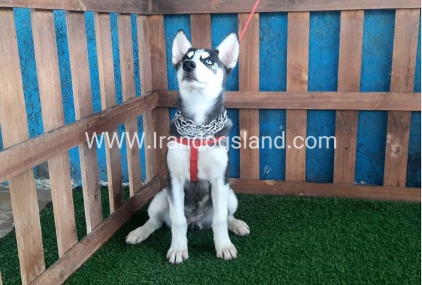 --husky-163_1