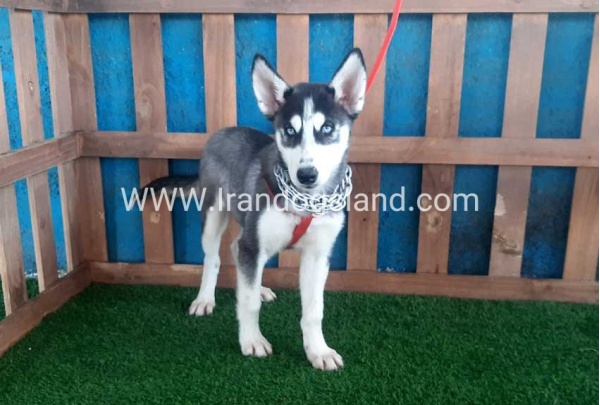 --husky-163_2