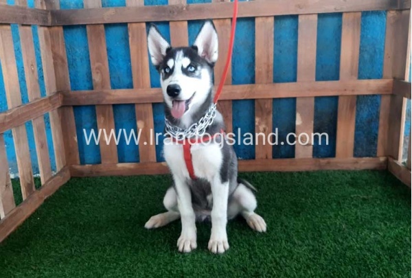 --husky-163_3