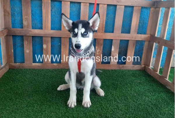 --husky-163_4
