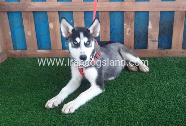 --husky-163_5