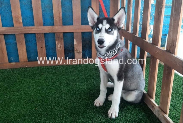 --husky-163_6