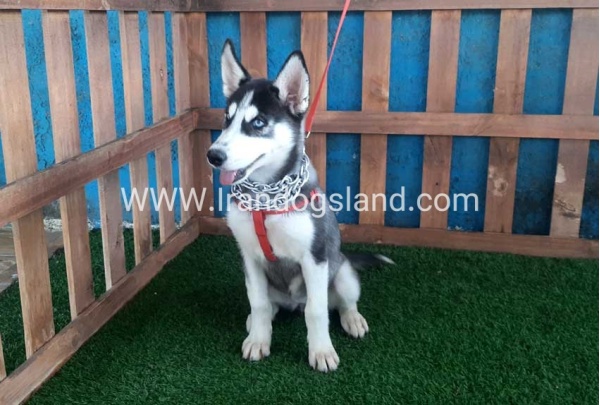 --husky-163_7