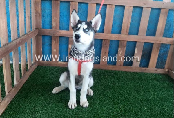 --husky-163_8