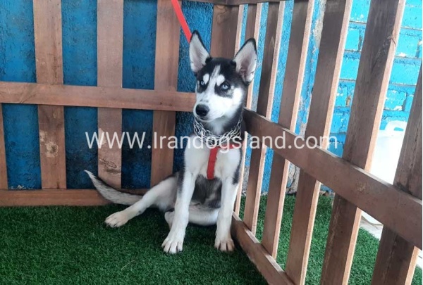 --husky-163_9